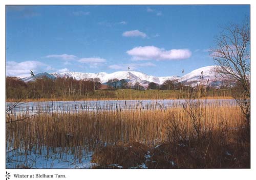 Winter at Blelham Tarn postcards